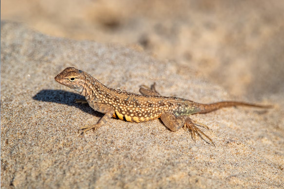 Lizard In Dreams: Do you also see a lizard in your dream, know its meaning